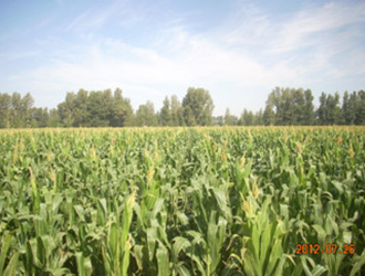 西北玉米制种基地1